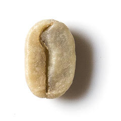 Perù – Alto Palomar